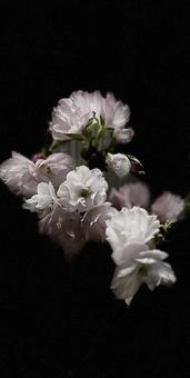 Photo, cherry blossoms, cherry trees at evening, landscape, 