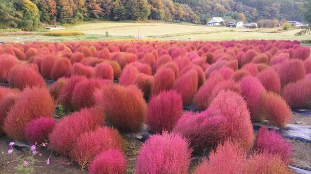 伊賀野の花畑　群馬　みなかみ町　コキア２ 伊賀野の花畑,コキア,群馬の写真素材