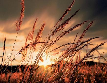 夕暮れ時に風に揺れる草のシルエット2 秋,冬,草の写真素材