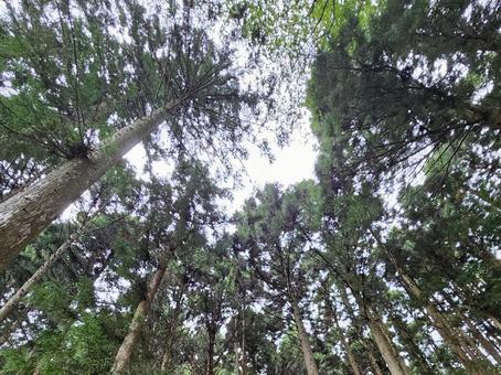 森に差し込む光 森に差し込む光 森,スギ,山の写真素材