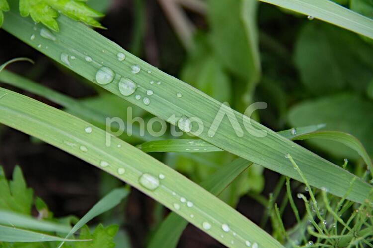 草露 草露,草,露の写真素材