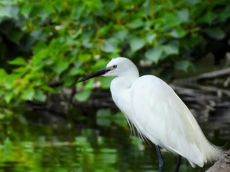 天王寺公園の河底池で佇むコサギ 天王寺公園の河底池で佇むコサギの写真