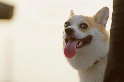 ウェルシュコーギーペンブローグ ウェルシュコーギーペンブローグ 顔,犬,コーギーの写真素材