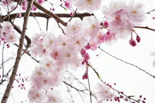 ふんわりとしたヤエザクラ3の写真