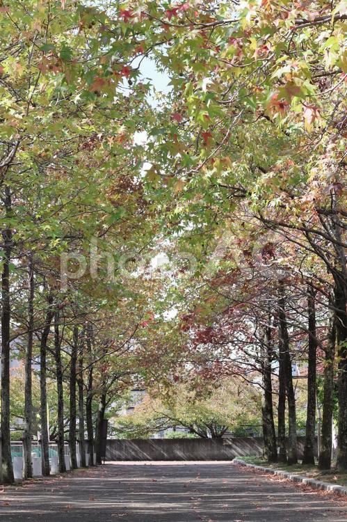 秋のイメージ　紅葉する木々 秋,紅葉,明るいの写真素材