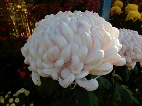 【風景写真】福山菊花展覧会の風景の写真