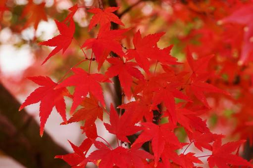 紅葉19 紅葉19 紅葉,紅葉狩り,散歩の写真素材