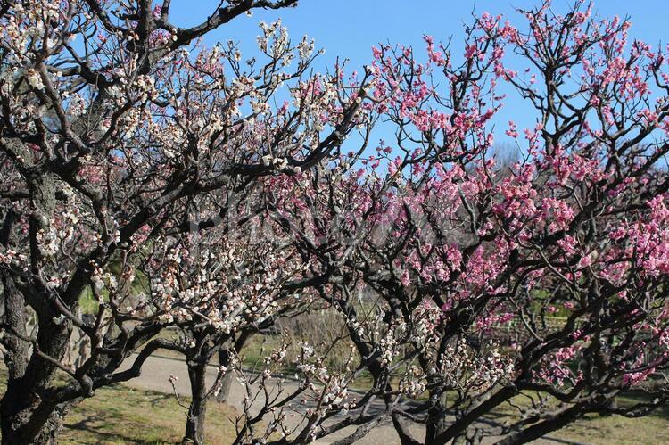 梅の花　白とピンク 梅の花,梅,白の写真素材
