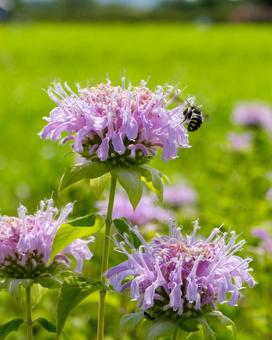Monarda blooming under the summer sky and a bee sucking nectar, JPG Monarda blooming under the summer sky and a bee sucking nectar, JPG