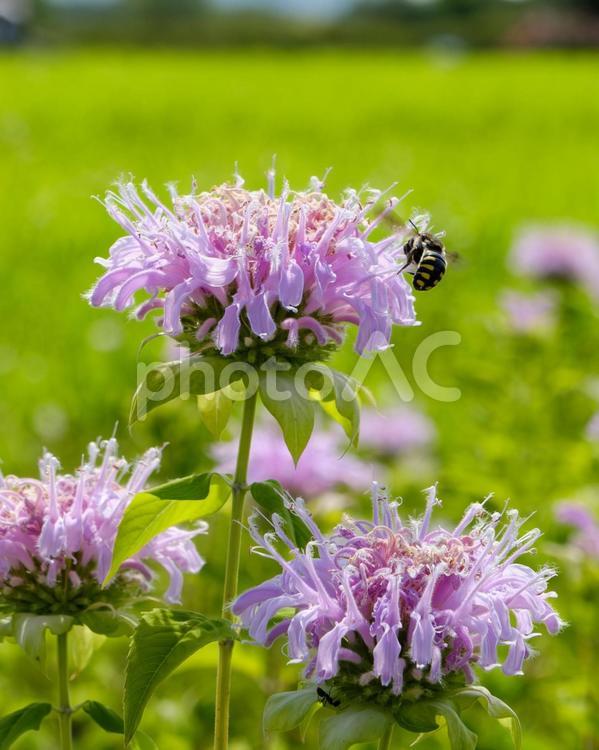 夏空の下で咲くモナルダと蜜を吸う蜂 モナルダ,花,蜂の写真素材