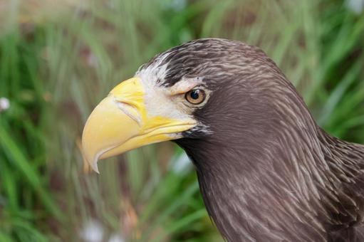 オオワシ 上野動物園,鳥類,猛禽類の写真素材