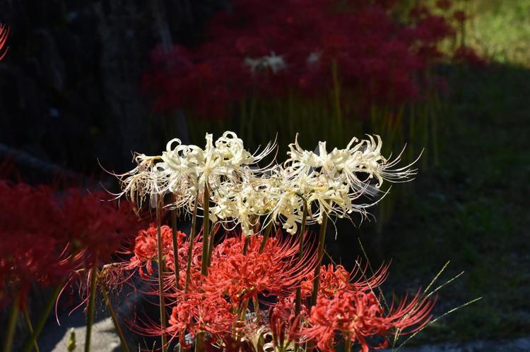 逢妻川の彼岸花 ヒガンバナ,マンジュシャゲ,秋の写真素材