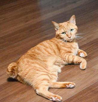 くつろぐ茶色いねこ くつろぐ茶色いねこ ねこ,くつろぐ,リラックスの写真素材