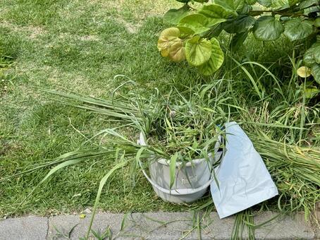 刈られた雑草 雑草,伐採,間引きの写真素材