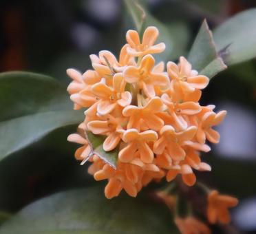 楊貴妃が好んだの写真