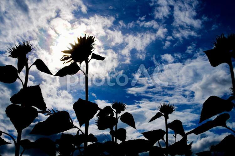 ヒマワリのシルエットとそら 自然,風景,花の写真素材