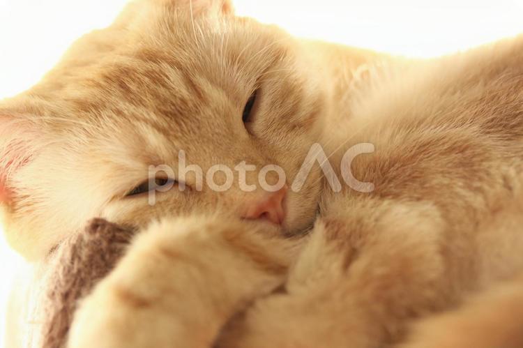 眠る猫 ねこ,ネコ,猫の写真素材
