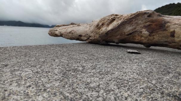 護岸と大きな流木1 護岸と大きな流木1の写真