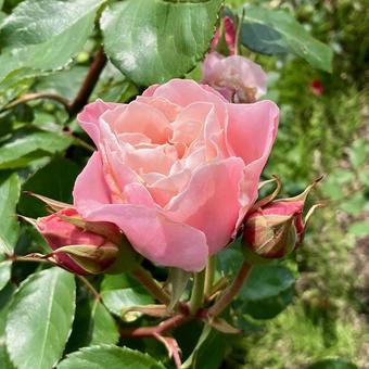 花★薔薇(ジュビリーセレブレーション) 花★薔薇(ジュビリーセレブレーション)の写真