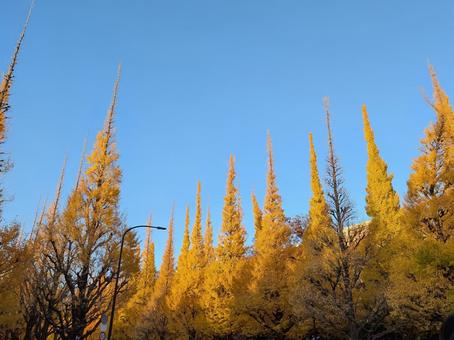 銀杏並木３ 銀杏,いちょう,並木道の写真素材