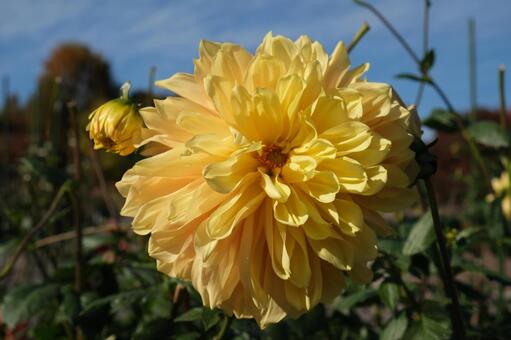大輪の黄色いダリアと青空 ダリア,花,黄色の写真素材