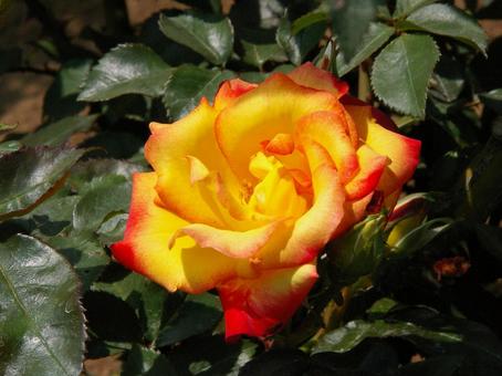 バラ チャールストン バラ チャールストンの写真