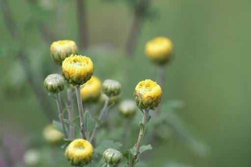 菊の蕾 菊の蕾の写真