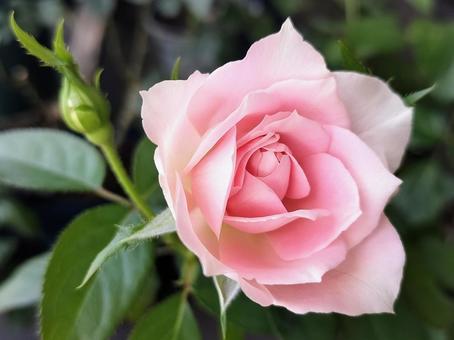ベランダのバラ・ローブデコルテ ベランダのバラ・ローブデコルテ 薔薇,バラ,ローブデコルテの写真素材