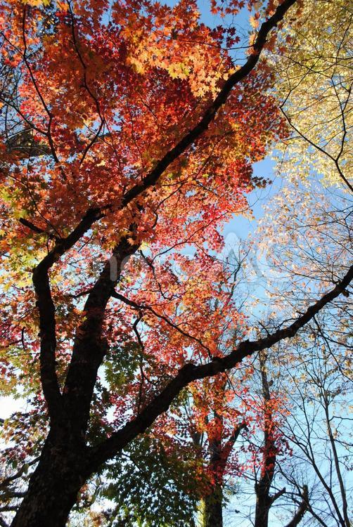 旧軽井沢諏訪神社の紅葉 軽井沢,長野県,旧軽井沢の写真素材