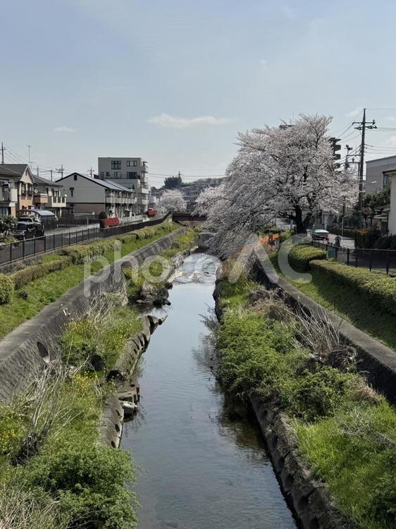 満開の桜と川① 川,風景,自然の写真素材