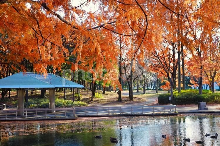神宮東公園の池周辺の秋景色 神宮東公園,秋,自然の写真素材