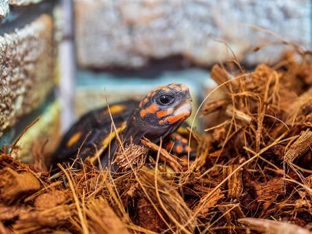 アカアシガメのアップ アカアシガメ,リクガメ,カメの写真素材