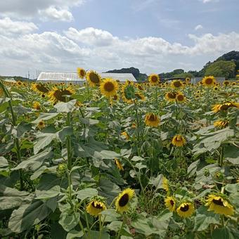 ひまわり ひまわり,自然,空の写真素材