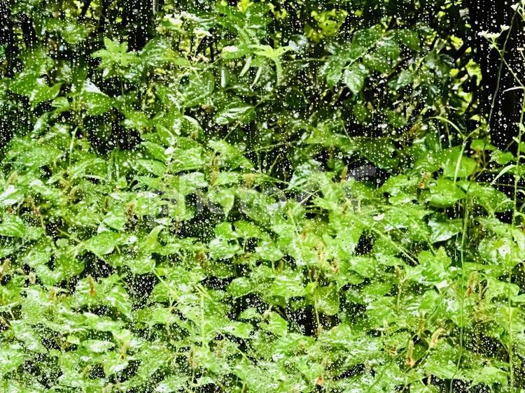 雨、緑、梅雨 雨,梅雨,夏の写真素材