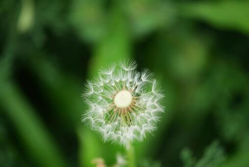 たんぽぽ たんぽぽ,タンポポ,綿毛の写真素材