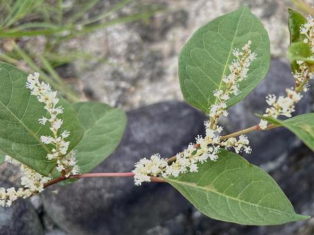 植物　イタドリ（虎杖） イタドリ,虎杖,植物の写真素材