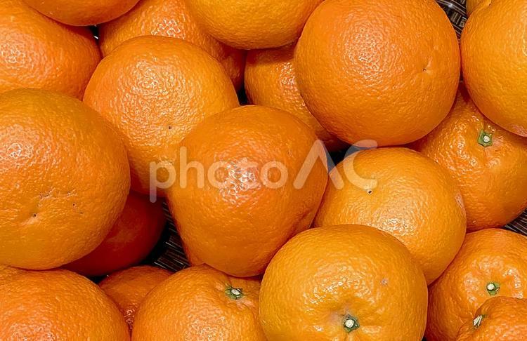 果物・伊予柑 伊予柑,イヨカン,柑橘類の写真素材