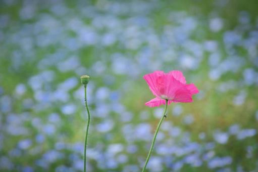 Nemophila and poppies, JPG Nemophila and poppies, JPG