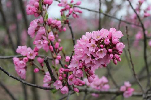 Sakura 17, JPG
