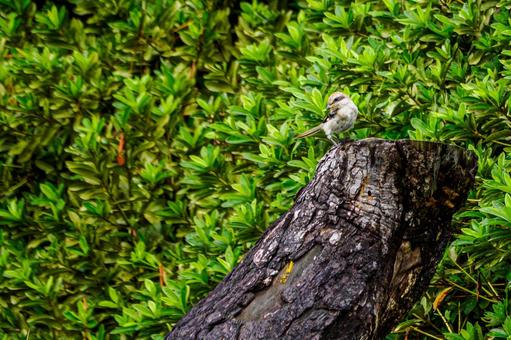 モズの若鳥⑵ モズの若鳥⑵の写真