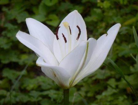 【花の写真】百合の花 【花の写真】百合の花の写真