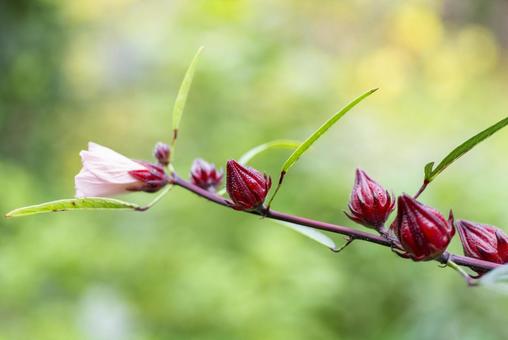 ローゼルツボミ ローゼルツボミの写真