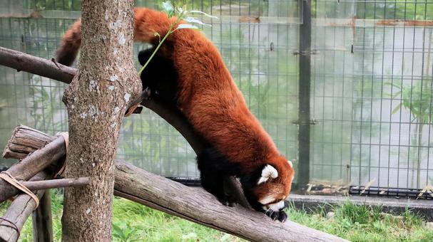 夏休みの動物園 レッサーパンダも暑い 夏休みの動物園 レッサーパンダも暑い レッサーパンダ,小熊貓,動物園の写真素材