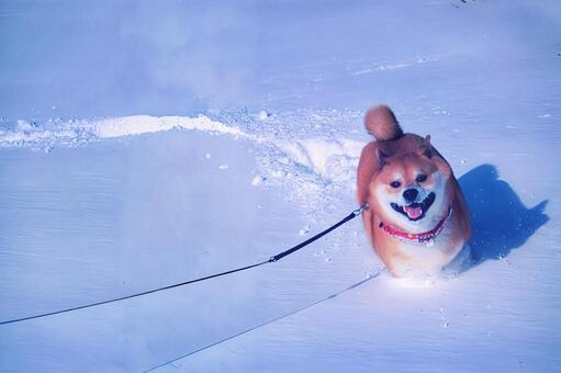 雪にはしゃぐ柴犬 柴犬,犬,雪の写真素材