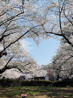 桜 桜の写真
