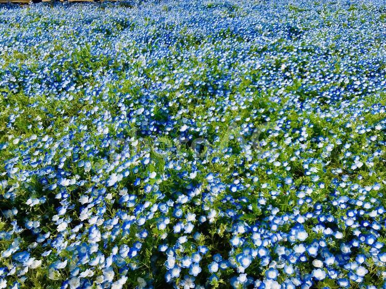 ネモフィラの絨毯 ひたち海浜公園 ネモフィラ,じゅうたん,ひたちの写真素材