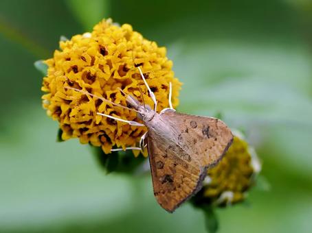 蜜を吸うクロモンキノメイガ 蜜を吸う蛾,クロモンキノメイガ,吸密の写真素材