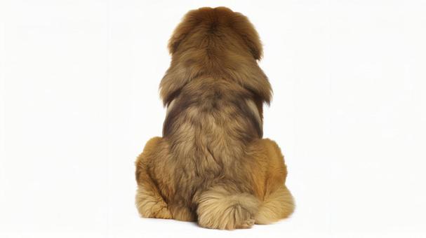 チベタン・マスティフ12 チベタン・マスティフ12の写真