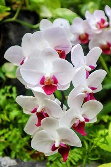 花嫁の花の写真