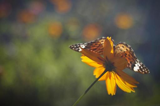 Swallowtail Butterfly and Cosmos, JPG Swallowtail Butterfly and Cosmos, JPG